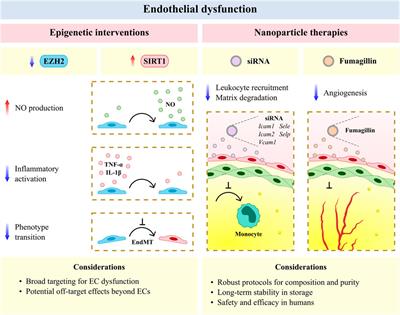 Dysfunctional Vascular Endothelium as a Driver of Atherosclerosis: Emerging Insights Into Pathogenesis and Treatment